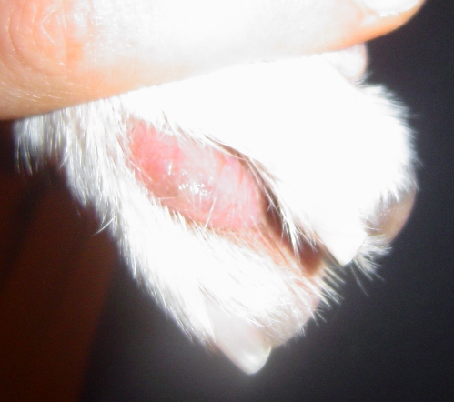 Dog blister between toes paws