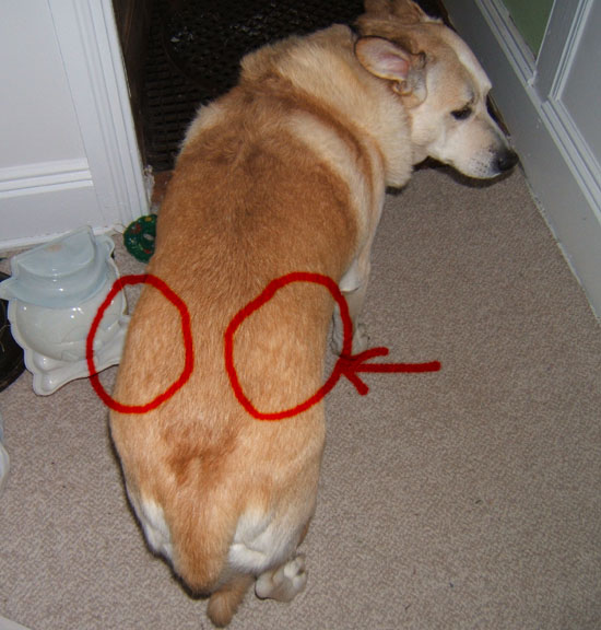 Poor Doggie Has Swollen Rump Or Butt Hip Area Pet Forum For Dogs Cats And Humans Pets Ca