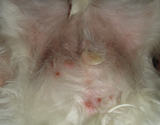 Dog food allergies & Skin problems.