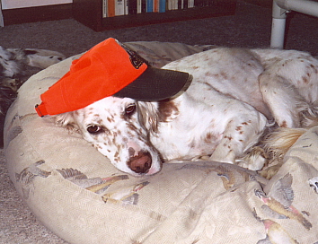 Name:  Macie is too tired to object to the hat 11-1-06.jpg
Views: 179
Size:  85.4 KB