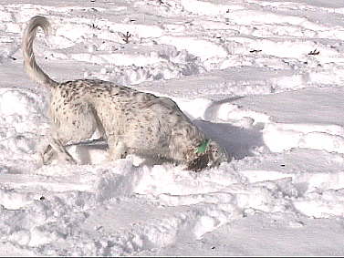 Name:  Macie playing snow plow in the deep snow 11-11-06.jpg
Views: 497
Size:  99.3 KB