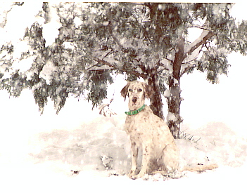 Name:  Macie watching the snow storm 11-10-06.jpg
Views: 487
Size:  84.8 KB