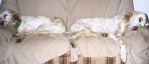 Name:  Oranges, butt-to-butt on the loveseat 9-4-06.jpg
Views: 197
Size:  98.6 KB