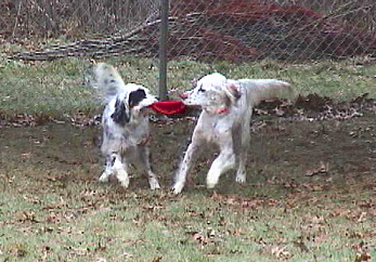 Name:  Ember and Lil Belle sharing a Kong frisbee 12-16-06.jpg
Views: 144
Size:  81.9 KB