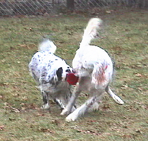 Name:  Ember is strong enough to drag Lil Belle along by the Kong 12-16-06.jpg
Views: 116
Size:  91.3 KB