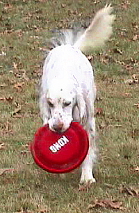 Name:  Ember with the Kong flying disk 12-16-06.jpg
Views: 120
Size:  59.5 KB