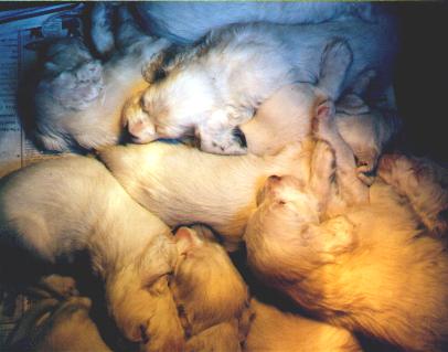 Name:  A pile of puppies.JPG
Views: 369
Size:  20.9 KB