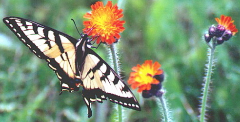Name:  Eastern Tiger Swallowtail 6-10-05.jpg
Views: 92
Size:  92.0 KB