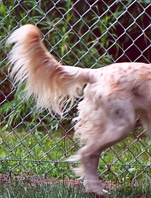 Name:  Tail in motion.jpg
Views: 112
Size:  77.5 KB