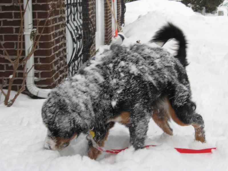 Name:  snowdog.jpg
Views: 140
Size:  46.1 KB