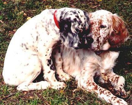 Name:  Keegan and Ridge are buddies 9-27-03.JPG
Views: 768
Size:  40.2 KB