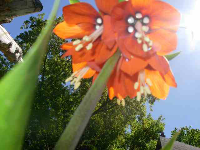Name:  Fritillaria 001.jpg
Views: 329
Size:  55.0 KB