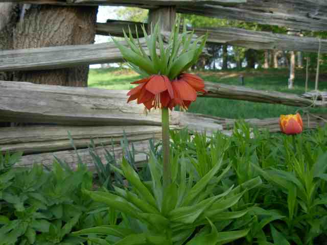 Name:  Fritillaria 005.jpg
Views: 326
Size:  28.3 KB
