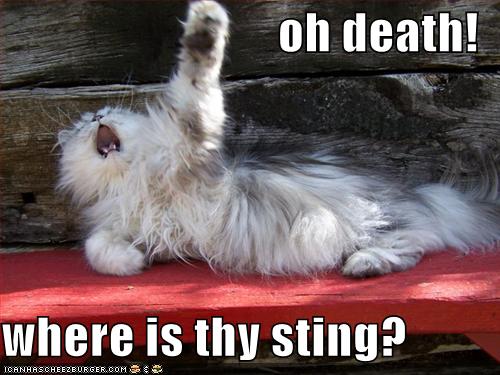 Name:  funny-pictures-dramatic-cat-asks-where-the-sting-of-death-is.jpg
Views: 9530
Size:  39.2 KB