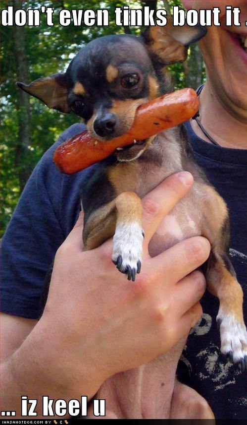 Name:  funny-dog-pictures-dog-will-kill-you-if-you-touch-his-hotdog.jpg
Views: 7138
Size:  67.0 KB
