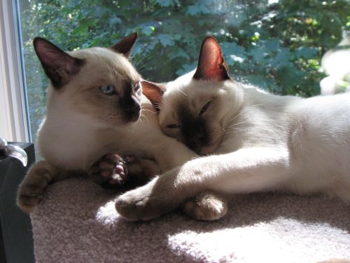 Tonkinese cat breeders love