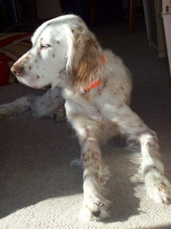 Name:  Ember leaning into a sunbeam 1-5-09.jpg
Views: 150
Size:  54.6 KB
