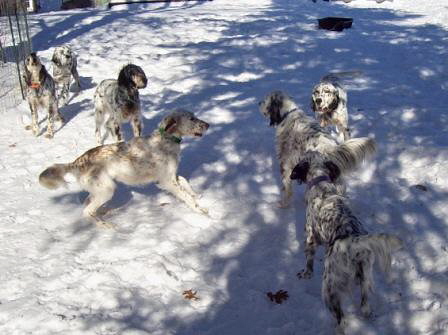 Name:  Lil Belle holding off the Pack 1-5-09.jpg
Views: 74
Size:  78.0 KB