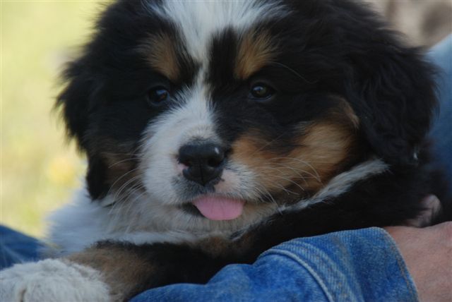 8 Week Old Puppy With Umbilical Hernia Pet Forum For Dogs Cats And Humans Pets Ca