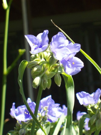 Name:  Kennel garden - Spiderworts 6-26-09 C.JPG
Views: 110
Size:  53.8 KB