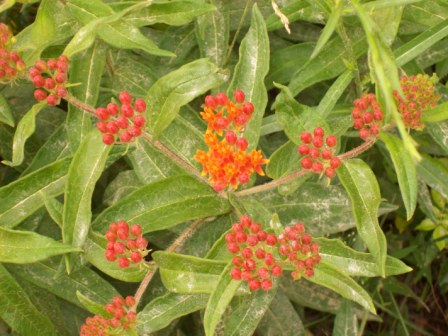 Name:  Along Camp Globe - Butterfly weed 6-27-09 D.JPG
Views: 177
Size:  62.2 KB