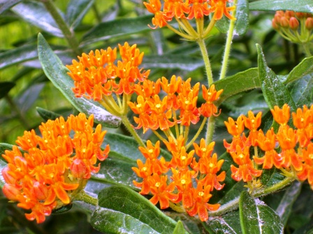 Name:  Along Camp Globe - Butterfly weed 6-27-09 G.JPG
Views: 172
Size:  96.9 KB