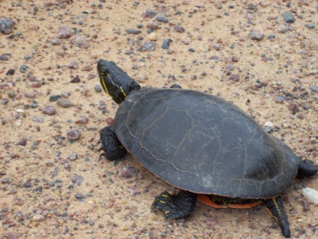 Name:  Painted turtle crossing Camp Globe 6-27-09.JPG
Views: 187
Size:  86.3 KB