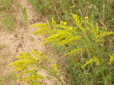 Name:  Early goldenrod - not quite open 7-25-09.JPG
Views: 225
Size:  87.2 KB