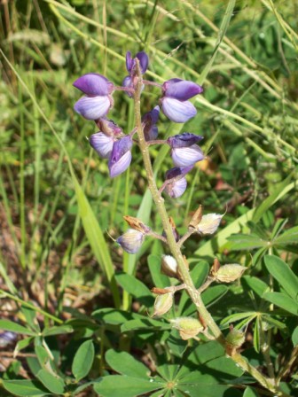 Name:  A late-blooming lupine 7-25-09.JPG
Views: 219
Size:  69.4 KB
