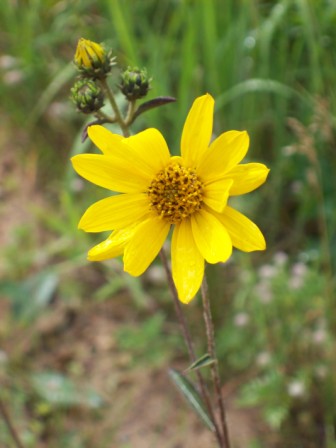 Name:  Stiff-haired sunflower 7-25-09 A.JPG
Views: 134
Size:  45.3 KB