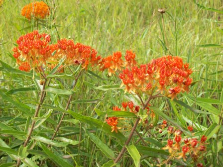 Name:  Butterfly weed 7-25-09 A.JPG
Views: 142
Size:  69.0 KB