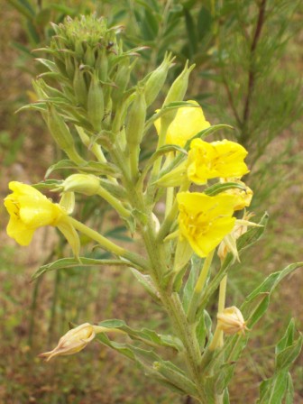 Name:  Wild primrose 7-25-09.JPG
Views: 229
Size:  58.7 KB