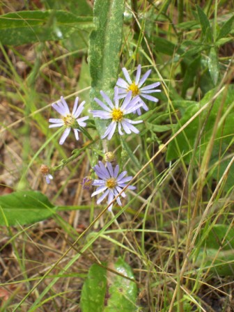 Name:  Early asters 7-25-09.JPG
Views: 216
Size:  70.2 KB
