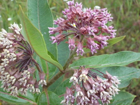 Name:  Common milkweed 7-25-09.JPG
Views: 213
Size:  77.6 KB