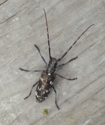 Name:  Longhorn beetle 6-21-09 A.JPG
Views: 673
Size:  60.1 KB