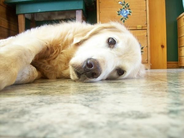 Name: bailey (2).JPG
Views: 1072
Size: 46.5 KB