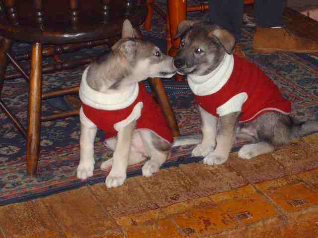 Name:  PUPS in their jackets.jpg
Views: 384
Size:  35.4 KB