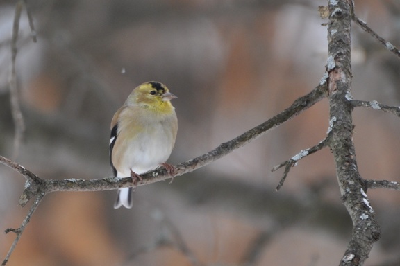 Name:  Molting goldfinch 2-7-10 A.JPG
Views: 4478
Size:  84.3 KB