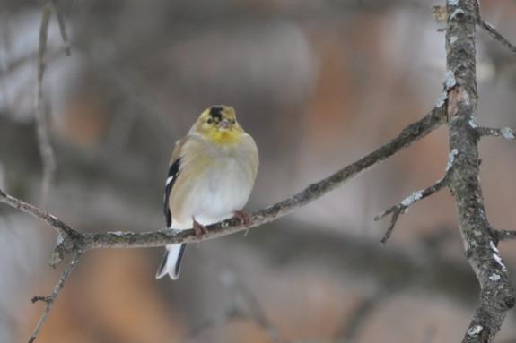 Name:  Molting goldfinch 2-7-10 B.jpg
Views: 2138
Size:  17.9 KB