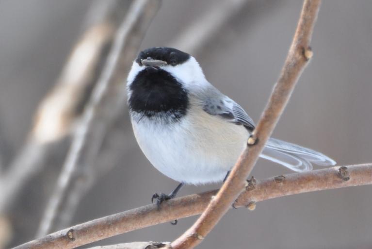 Name:  Black-capped chickadee with seed 2-7-10.jpg
Views: 3891
Size:  29.3 KB