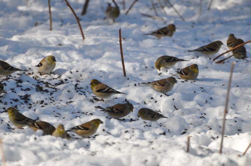 Name:  goldfinch flock 2-14-10.jpg
Views: 1611
Size:  62.6 KB