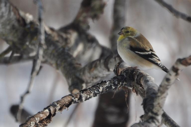 Name:  solo goldfinch 2-14-10.jpg
Views: 1404
Size:  36.7 KB