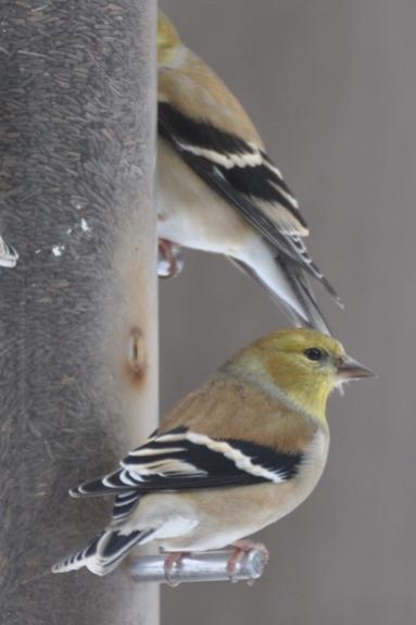 Name:  Goldfinches at the feeder 2-7-10.jpg
Views: 1536
Size:  22.4 KB