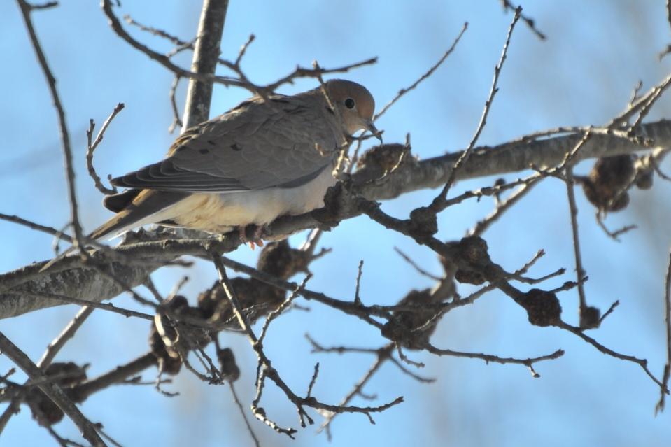 Name:  mourning dove 2-13-10.jpg
Views: 1575
Size:  68.3 KB