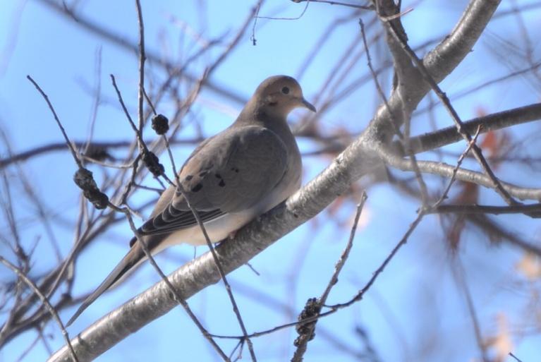 Name:  mourning dove 2-14-10.jpg
Views: 1341
Size:  49.1 KB
