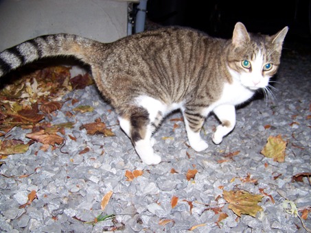 Name:  Oct 31 08 006.jpg
Views: 415
Size:  78.2 KB