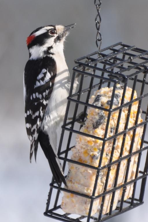 Name:  Male downy at suet 2-21-10.jpg
Views: 1843
Size:  52.7 KB
