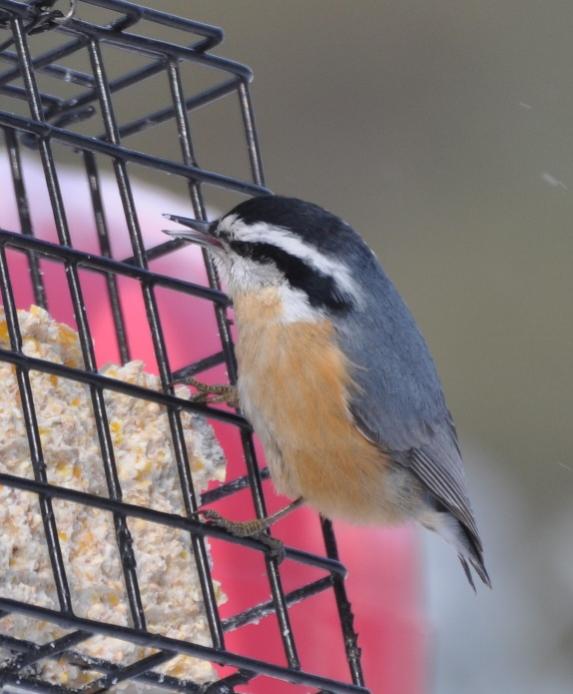 Name:  Red-breasted nuthatch at suet 2-23-10.jpg
Views: 616
Size:  46.8 KB