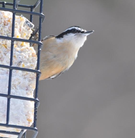 Name:  Red-breasted nuthatch on suet 2-21-10.jpg
Views: 1972
Size:  26.8 KB