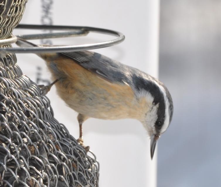 Name:  Red-breasted nuthatch 2-21-10.jpg
Views: 537
Size:  50.2 KB